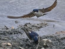 Die Mehlschwalbe wird zur Stimme der Vogelschützer