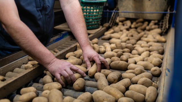 Kartoffelernte bricht ein – Verbraucher zahlen deutlich mehr an der Kasse