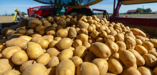 Trockener Sommer treibt Kartoffelpreise nach oben – Pommes bleiben vorerst verschont